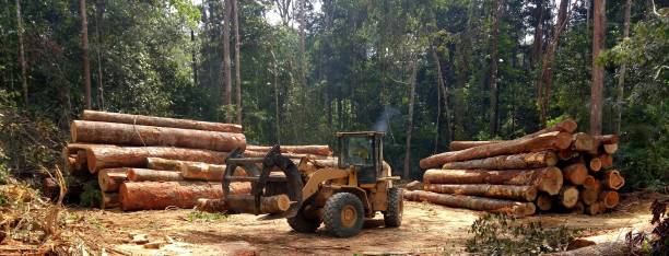 Tree and Shrub Care in Clyde Hill, WA